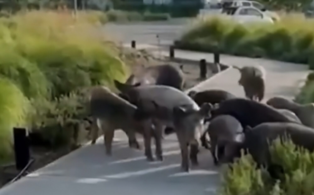 De Los Carpinchos A Los Chanchitos Salvajes: La Fauna Irrumpe Y Desata Polémica En Nordelta